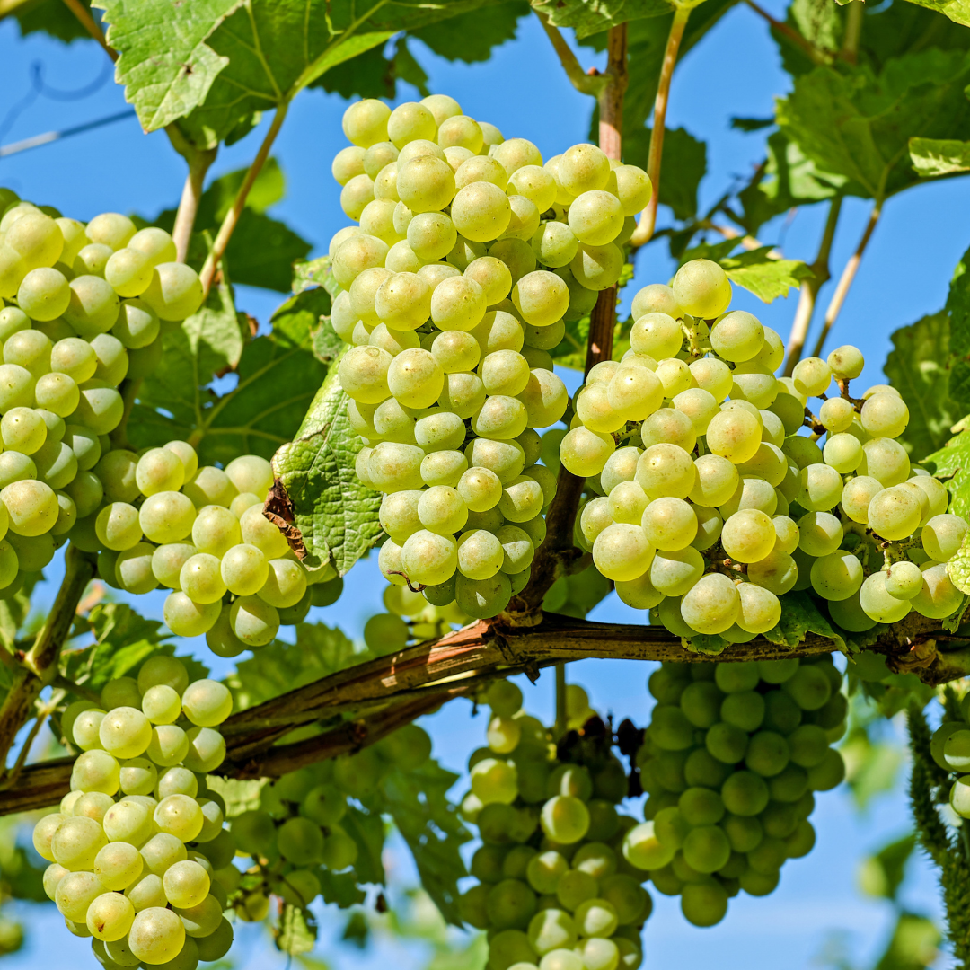 How Wine is Made through the Grapevine Life Cycle - El Bonita Motel - Napa  Valley