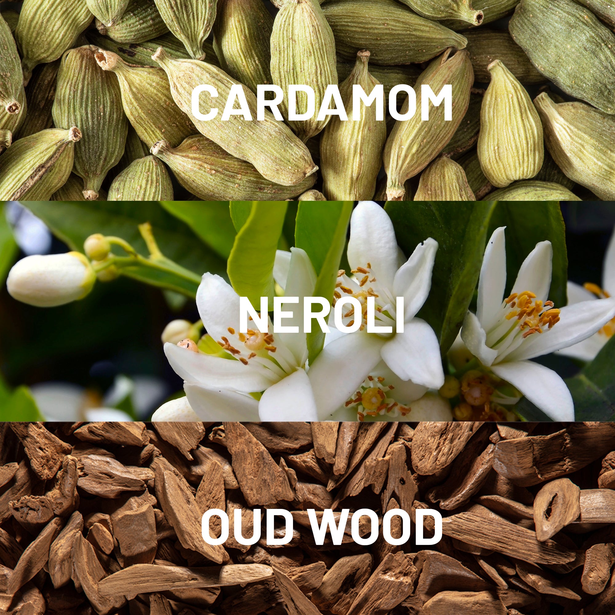 Star Wars ™  The Force